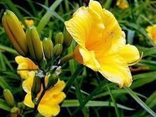 青州萱草供應 優(yōu)質花卉基地與安全防護服務