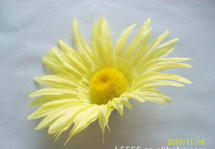 仿真花、假花、手工花與鞋花市場概覽 價格、廠家與圖片解析