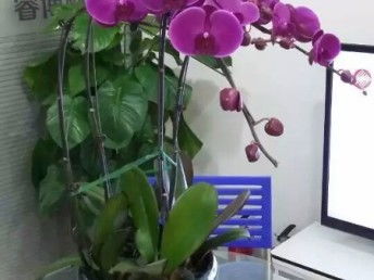 天津花卉綠植 從觀賞到生活，一站式生態(tài)服務體驗